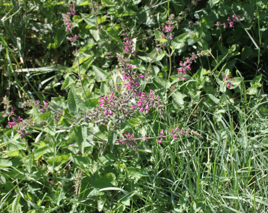 Stachys sylvatica